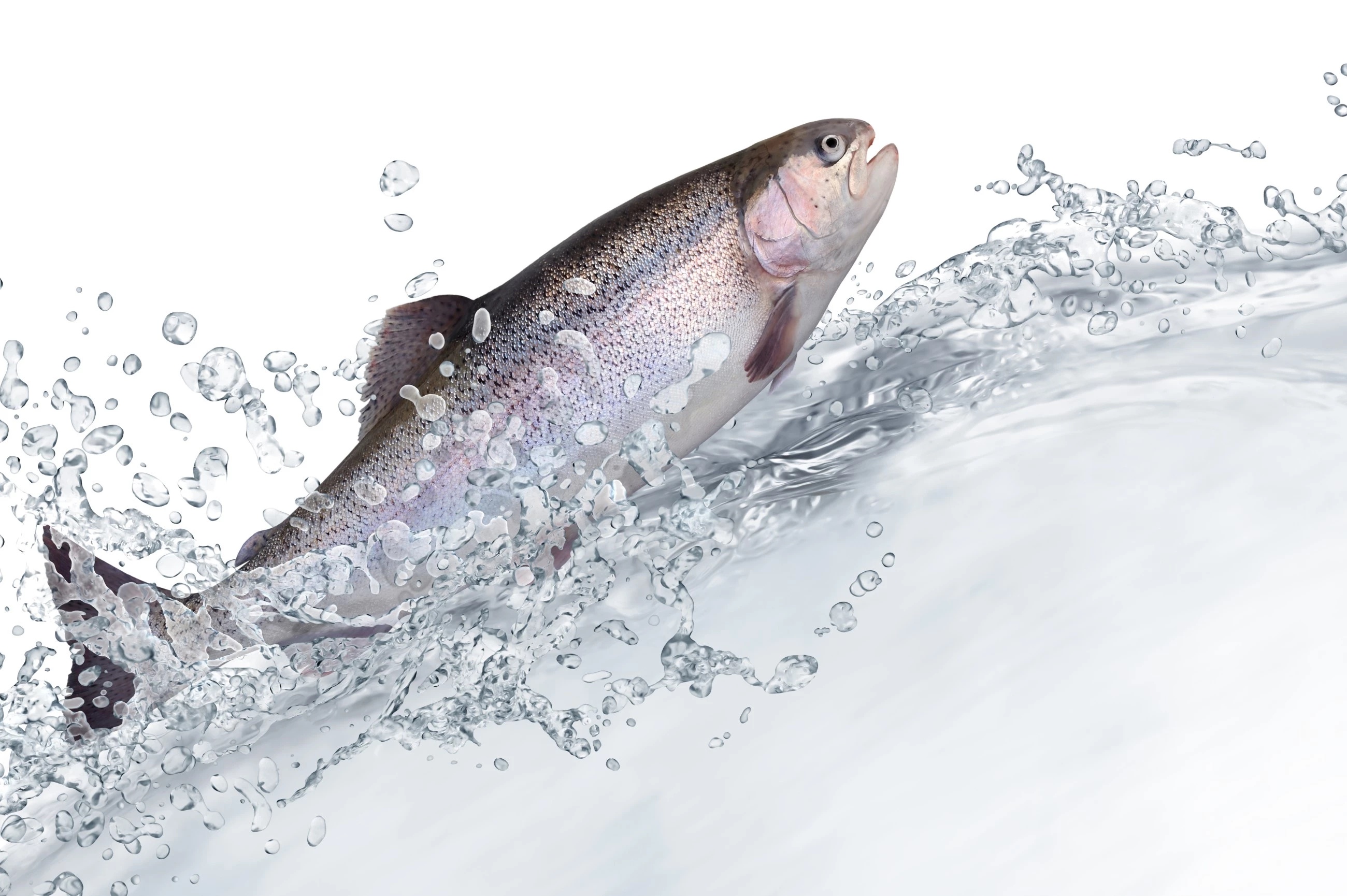Picture of a fish swimming in water