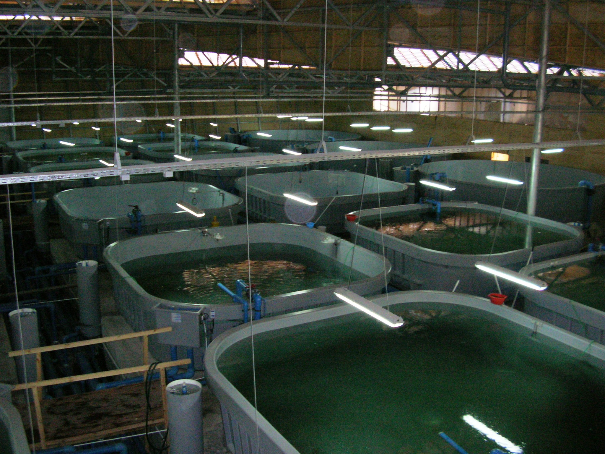RAS recirculating aquaculture system Hydrotech drum filter aquaculture