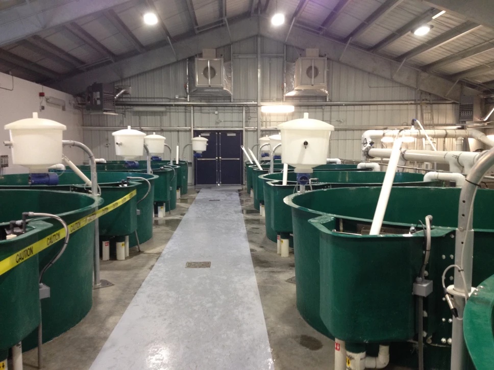Nechako Hatchery Indoor Pools