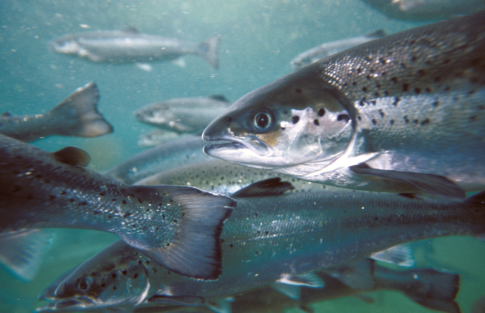 Fish swimming in a tank at the Kuwait Institute of Scientific Research