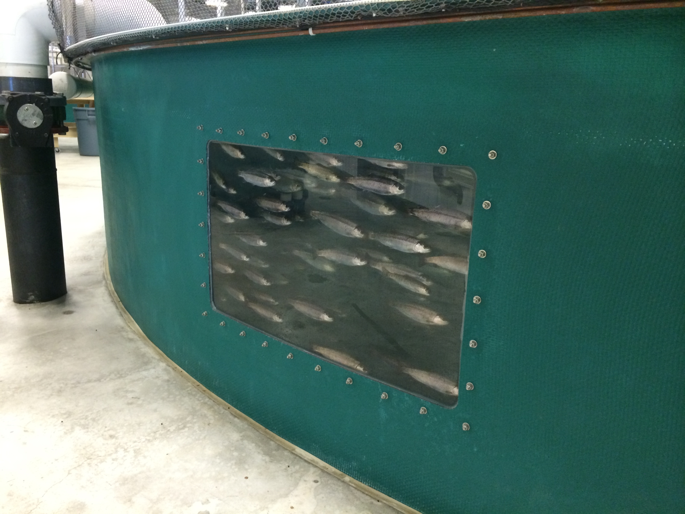 Recirculating Aquaculture System