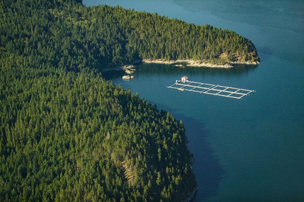 DFO's aquaculture transition news
