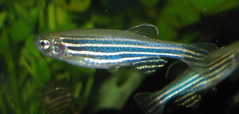 Zebrafish at Huestis Hall Aquatic Laboratory