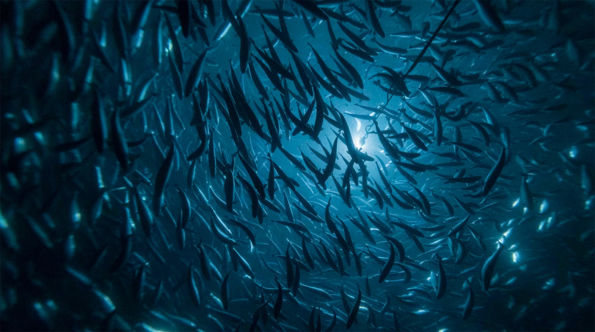 Salmon In Tank